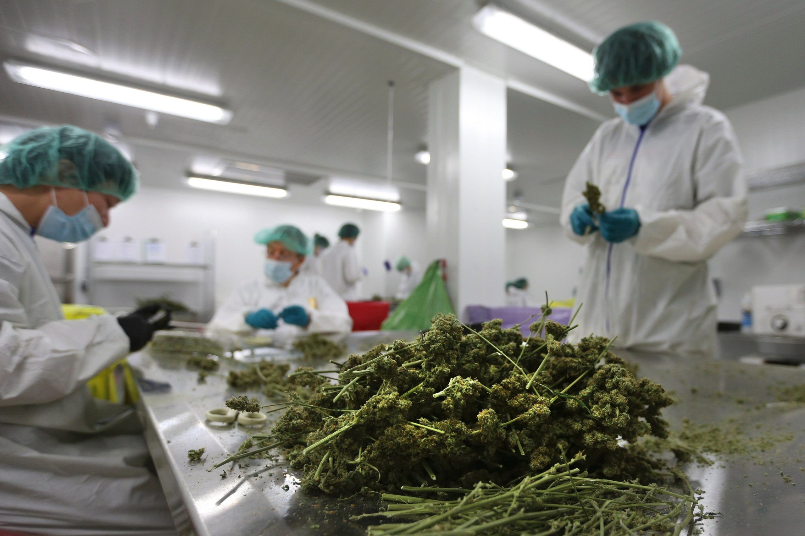Cannabis Laboratório